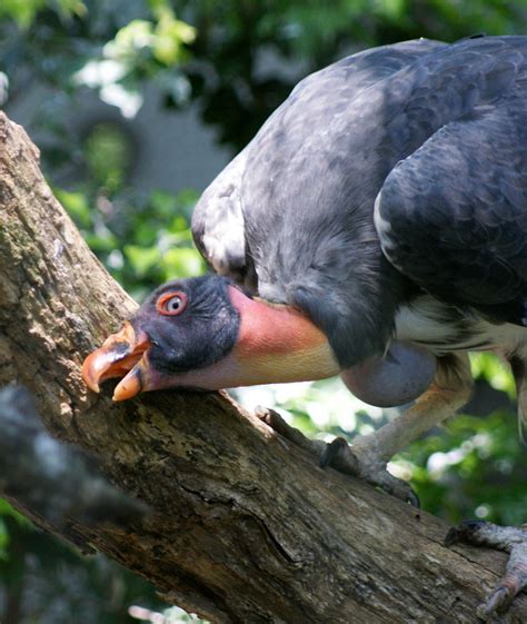 King Vulture Sarcoramphus Papa Clearphotos Flickr