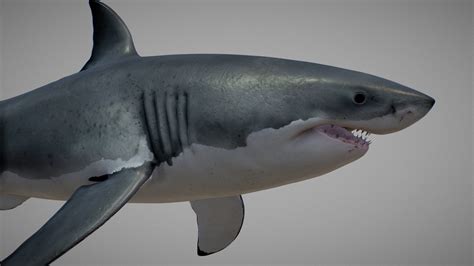 Great White Shark Carcharodon Carcharias 3d Model By Rstrtv