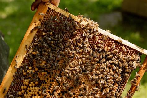 Premium Photo Queen Bee In A Beehive Laying Eggs Supported By Worker Bees