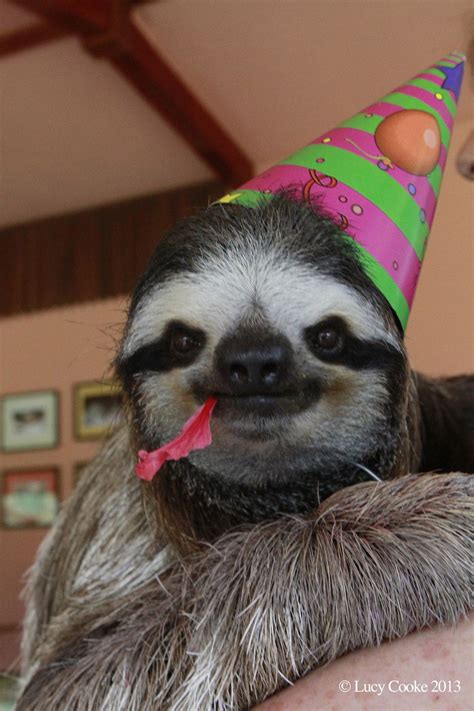 Lucy Wants Us All To Celebrate Sloths Faultier Bilder Faultier Tiere