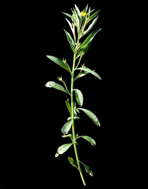 Ludwigia Leptocarpa Nutt Hhara Plants Of The World Online Kew