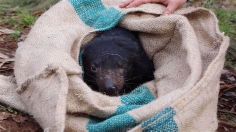 Tasmanian Devils Born On Australian Mainland For First Time In 3000