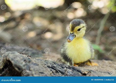 Newborn Duckling Stock Photo Image Of Duck Animal 146909948