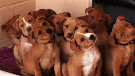 Top 10 Cutest Dog Head Tilts