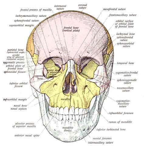 Facial Structure Forensic Artist Forensic Anthropologist Forensic