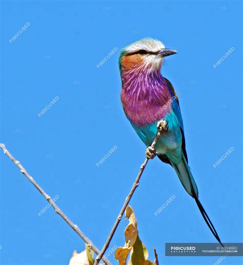 Lilac Breasted Roller Bird Perched On A Branch Blue Sky — Animal