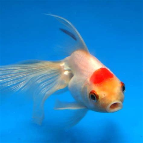115 Funny Cute And Clever Goldfish Names