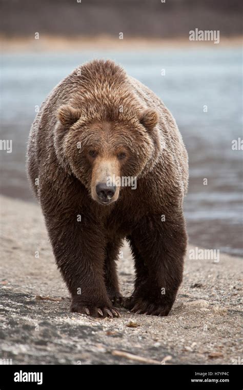 Grizzly Bear Ursus Arctos Horribilis Katmai National Park Alaska