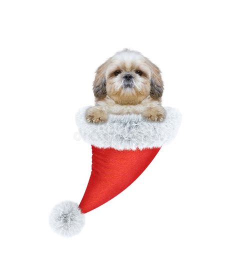Cute Dog In A Santa Hat Stock Image Image Of Animal 82252559