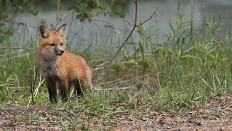 Red Fox Kit Focusing On Wildlife