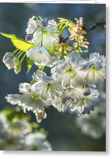Fuji Cherry Blossom Photograph By Belinda Greb