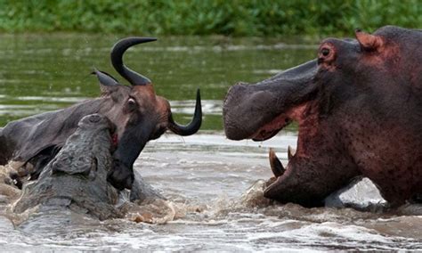 Crocodile Vs Hippo Vs Wildebeest River Tug Of War