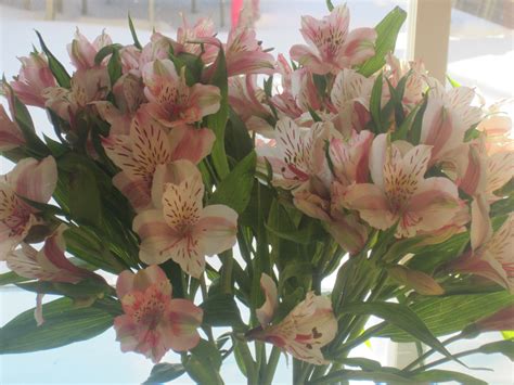 Charlie (for me) is one of the memorable characters of literature, he's likeable, kind, determined, and that was before his life changing experiment, after the operation charlie does change, he becomes aware, confident, learning new. He Doesn't Buy Me Flowers Anymore - Plant Trainers