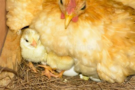 Hens Hatching Eggs Stock Image Image Of Farm Outdoors 81973035