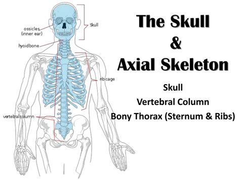 Ppt The Skull And Axial Skeleton Powerpoint Presentation Free Download