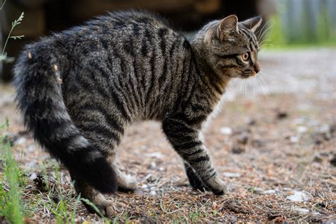 A tail resembling a pipe. Secrets Your Cat's Tail Is Trying to Tell You | Reader's ...