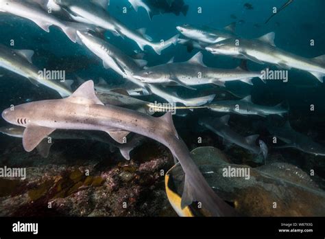 Banded Houndsharktriakis Scyllium It Is Known As Banded Dogfish
