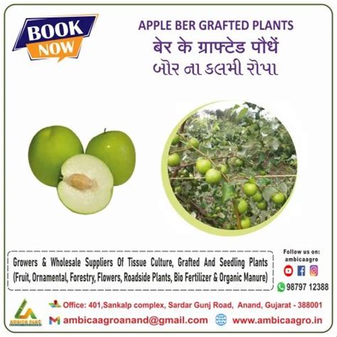 Apple Ber Plants For Fruits At Rs 60piece In Anand Id 11511196062