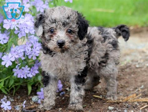 magic poodle toy puppy  sale keystone puppies