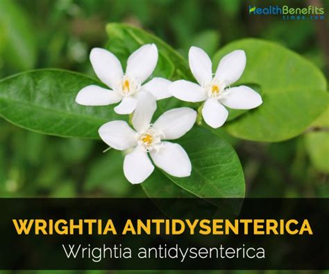 Wrightia Antidysenterica Facts And Uses