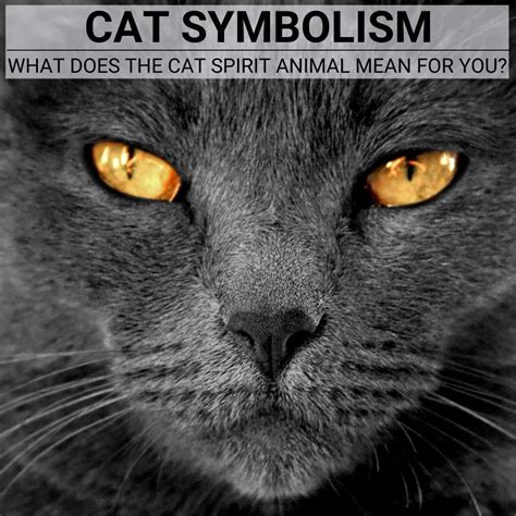 The Cat Symbolism Understanding Its Spiritual Significance