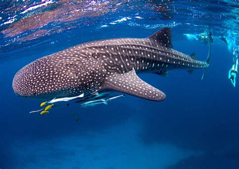 Swim With Whalesharks Exmouth All The Best Tours In One Place