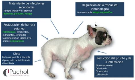 Ala Lo Encontré Dígito Perros Con Dermatitis Atopica Sección Inadecuado