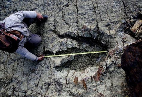 Huge Dinosaur Footprint Discovered In South America Geology In