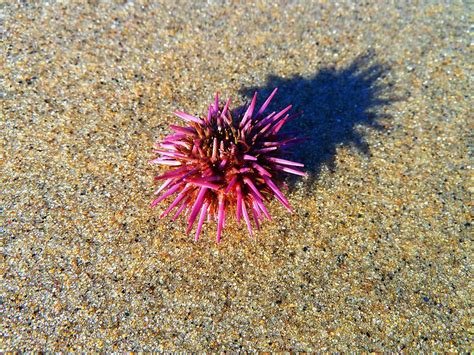 Pink Sea Urchin Photograph By Julia Ivanovna Willhite