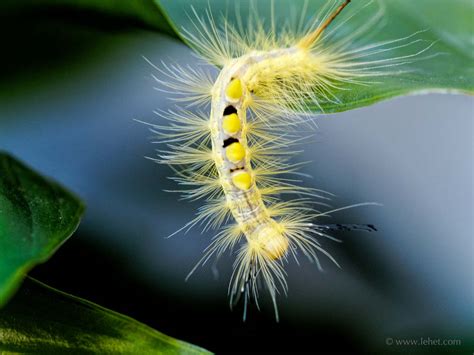 Fuzzy Yellow Caterpillar Between Leaves John Lehet Photography