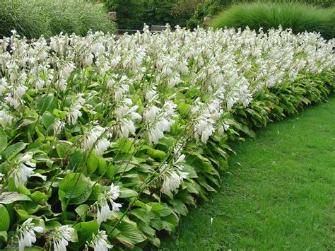 Old Timey ‘royal Standard Hosta Still Rules What Grows There Hugh