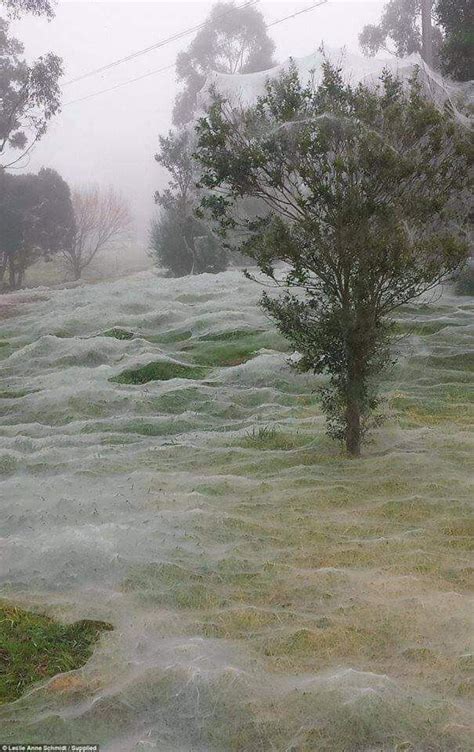 A Photograph Of An Australian Park Covered In Spider Webs Is Real And