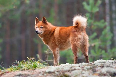 Finnish Spitz Dog Breed Characteristics And Traits Showsight