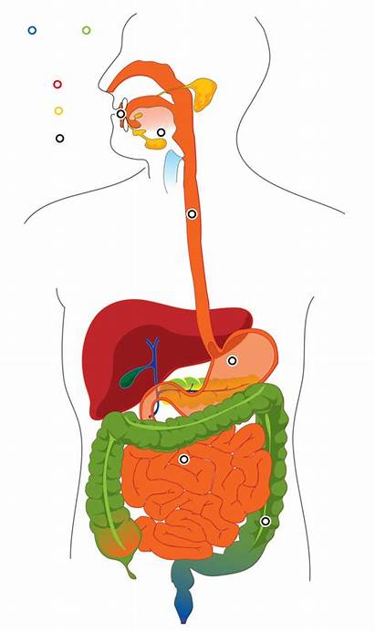 Digestive System Diagram Unlabeled Clipart Labels Computer