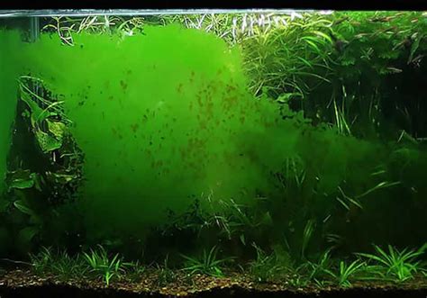 Aquarium Algae Causes And Prevention That You Must Know