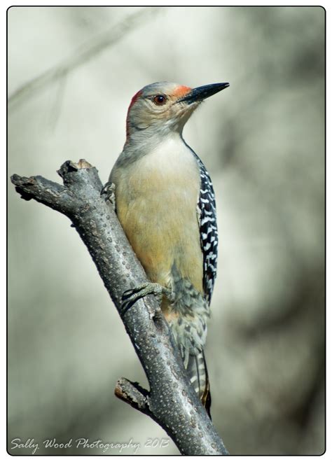 Northern Virginia Birds Sally Wood Nature Photography