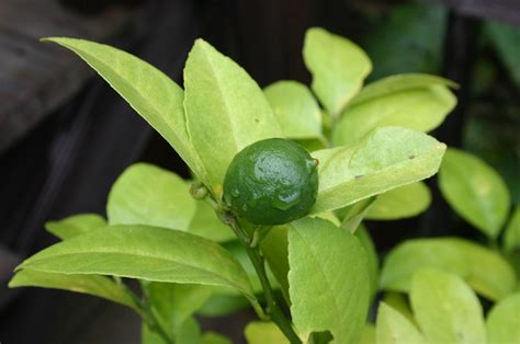 Meyer Lemon Bloom Time Walter Reeves The Georgia Gardener