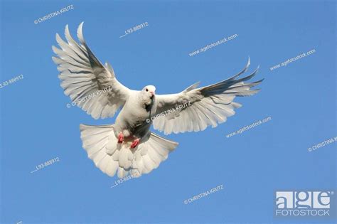White Dove In Flight Stock Photo Picture And Rights Managed Image