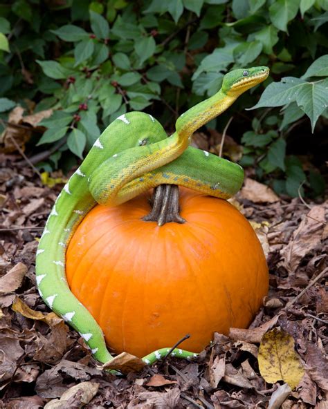 Happy Halloween Pumpkins Make The Best Tricks And Treats For Zoo Animals
