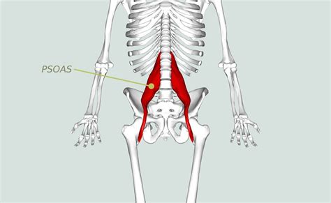 Psoas The Muscle Of The Soul