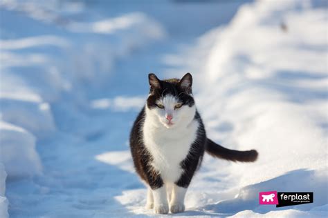 Cats And Snow Cats Behavior When It Snows