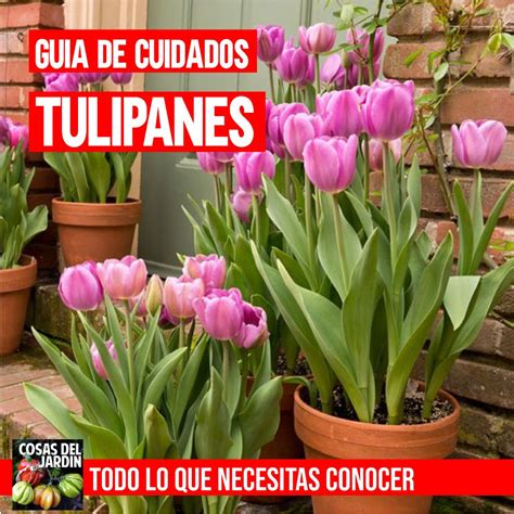 Te Dejo Mi Guia De Consejos Sobre Cómo Y Cuándo Plantar Tulipanes En