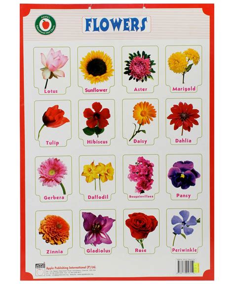 The Gallery For Different Types Of Flowers With Names Chart