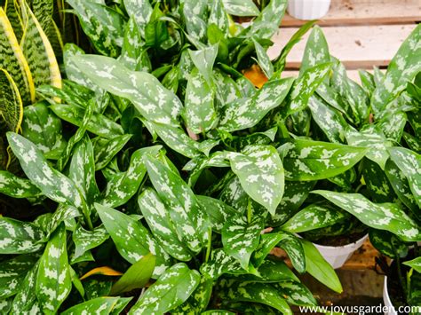 Dramacool will always be the first to have the episode so please bookmark and add us on facebook for update!!! Chinese Evergreen Care and Growing Tips | Joy Us Garden