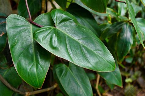 How To Grow And Care For Philodendron Livehealthnews