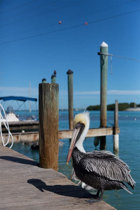Free Images Sea Water Bird Pelican Seabird Vacation Travel
