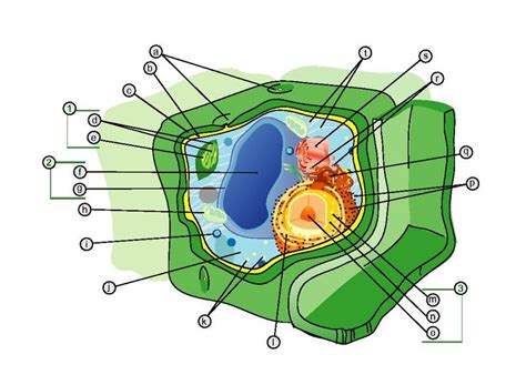 The role of the liver in drug metabolism diagram to show the range of defence responses adopted by the liver in reaction to increasing severity of chemical stress. File:Plant Cell Structure numbered and Japanese instruct ...