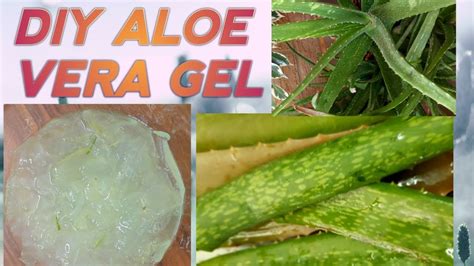 Diy Aloe Vera Gel Diy Homemade Aloe Vera Gel Pure How