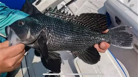Obx Wreck Fishing To Catch Black Sea Bass Outer Banks Fishing Offshore Bottom Fishing At Obx