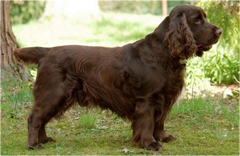 Field spaniels are happiest when they have a job to do. Field Spaniel - Facts For Kids, Pictures, Breeders ...